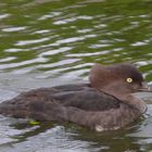 Eigenartige Ente, Zoo Gelsenkirchen