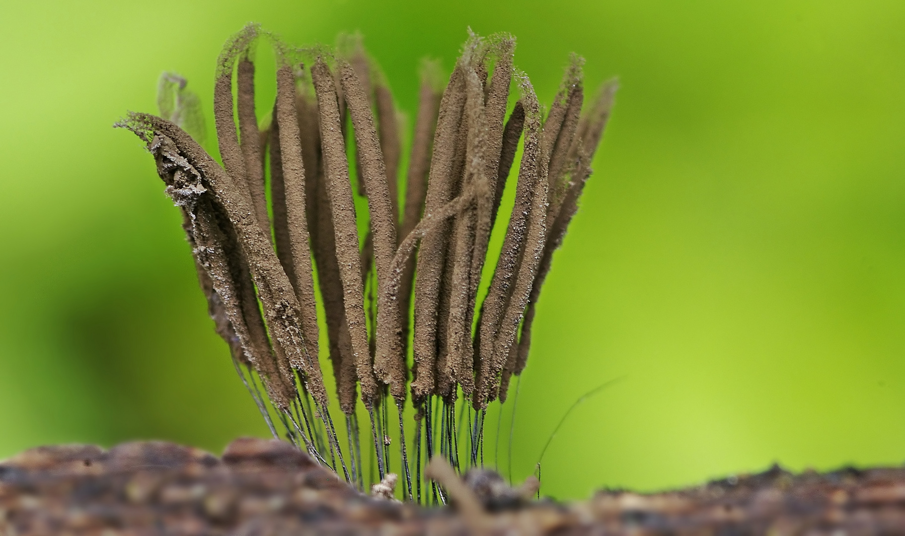 Eigenartige, winzige Gewächse - vermutlich Pilze?