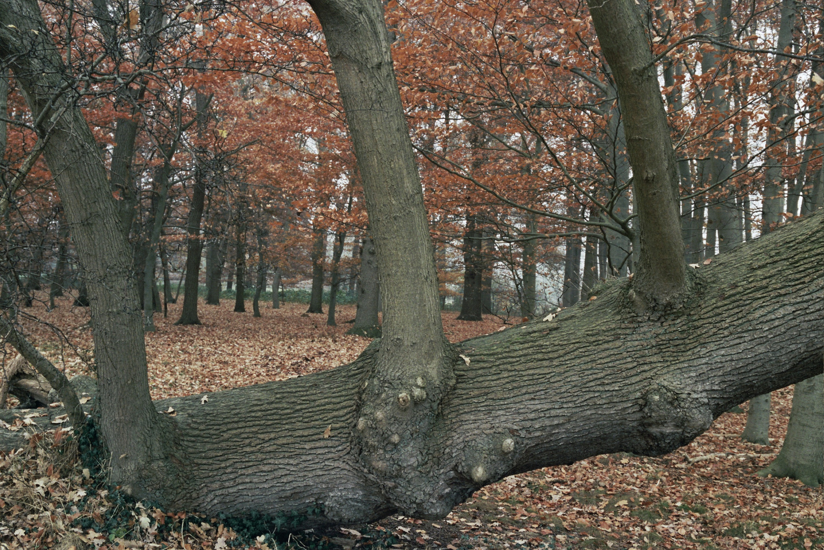 Eigenartiger Baum