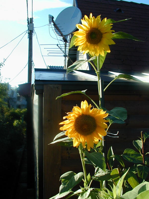 Eigene Züchtung im Garten Sommer 2006