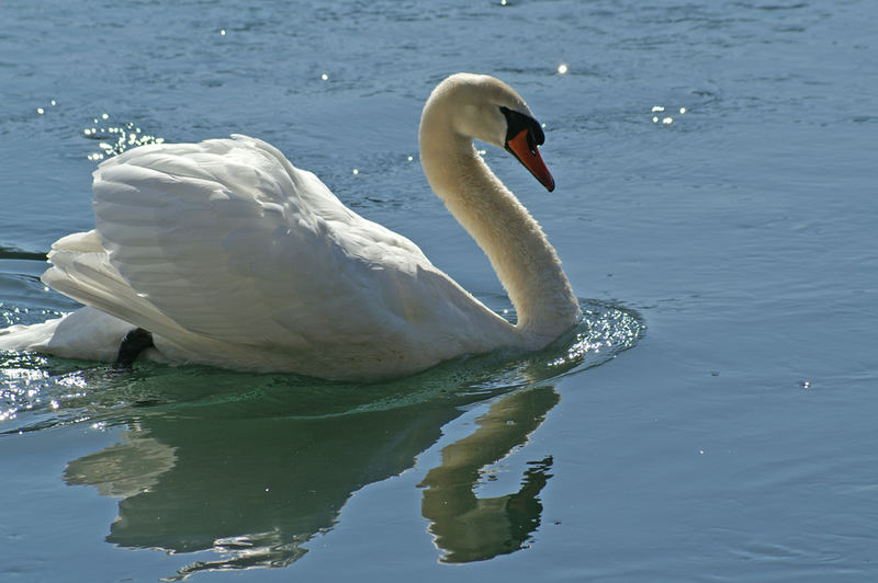 eigener Schatten schwimmt mit