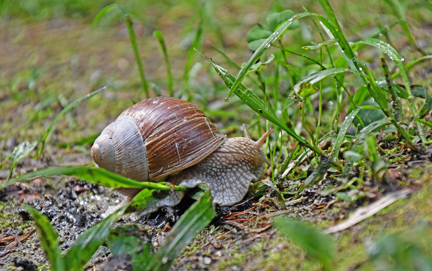 Eigenheim auf Wanderschaft