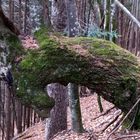 Eigenheiten der Natur – Steinbock