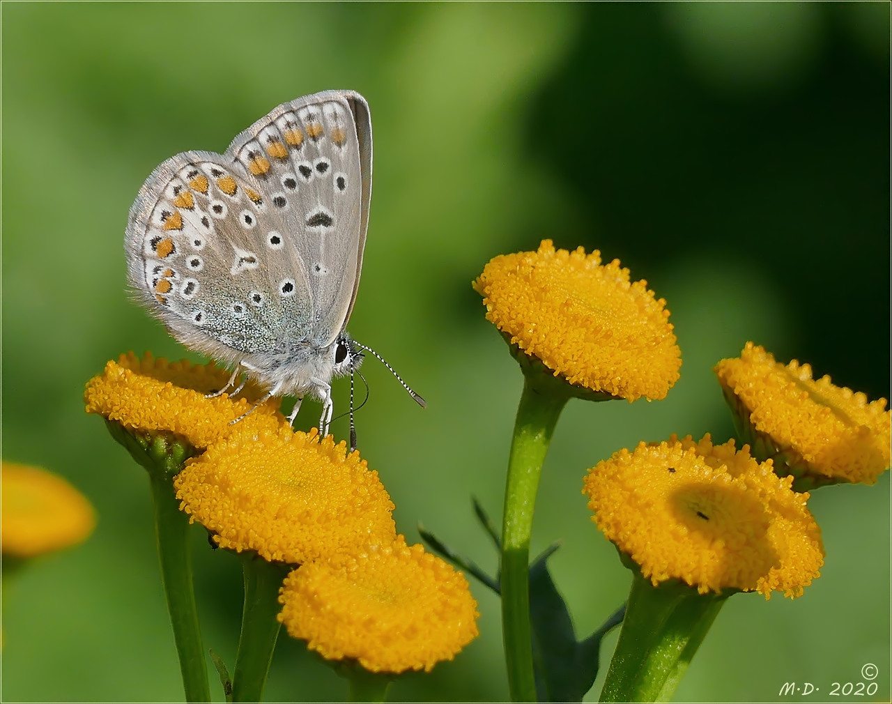 Eigentlich Foto &amp; Bild | natur, insekten, tiere Bilder auf