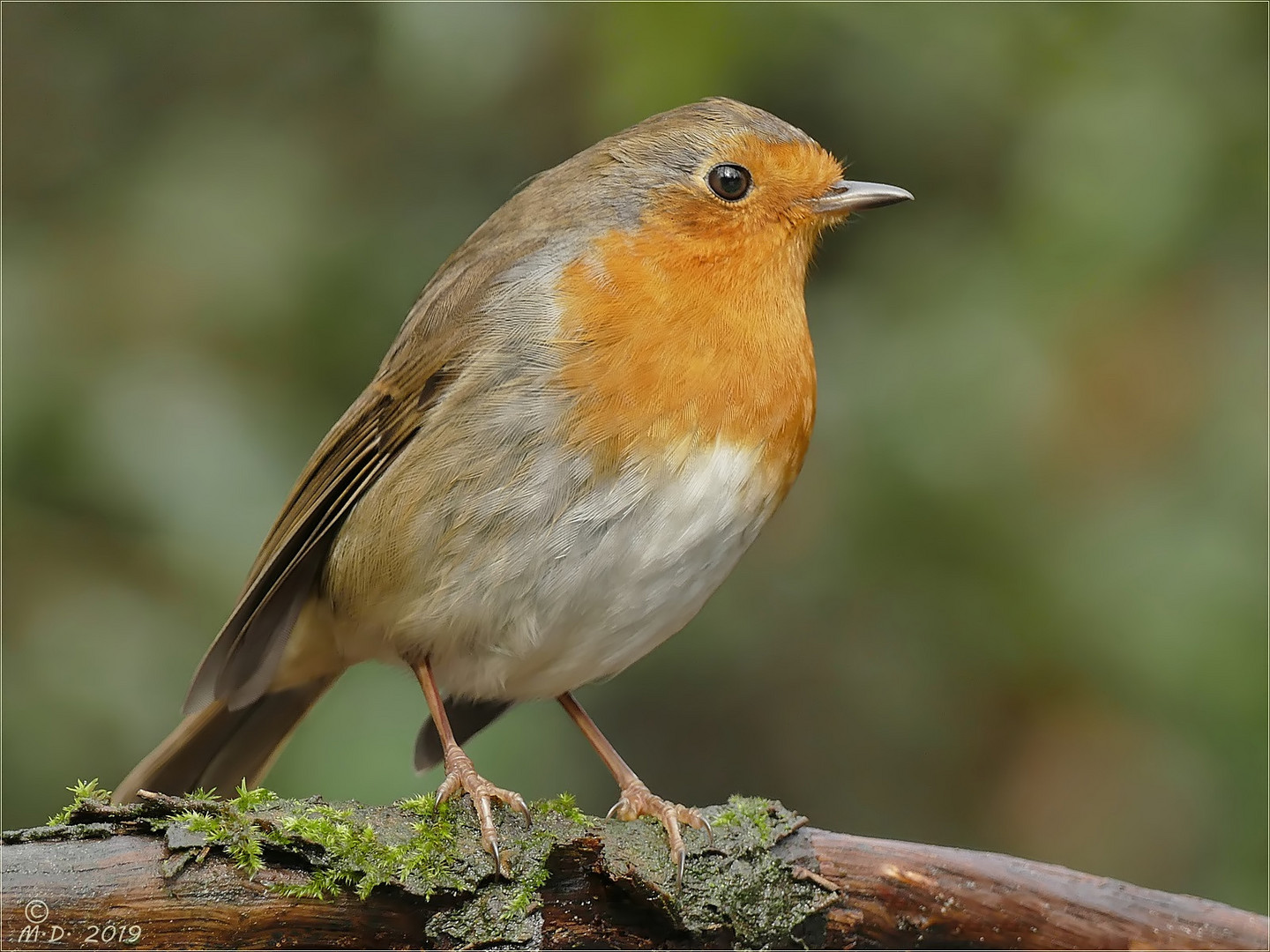 Eigentlich Foto &amp; Bild | natur, fliegenschnäpper, tiere Bilder auf