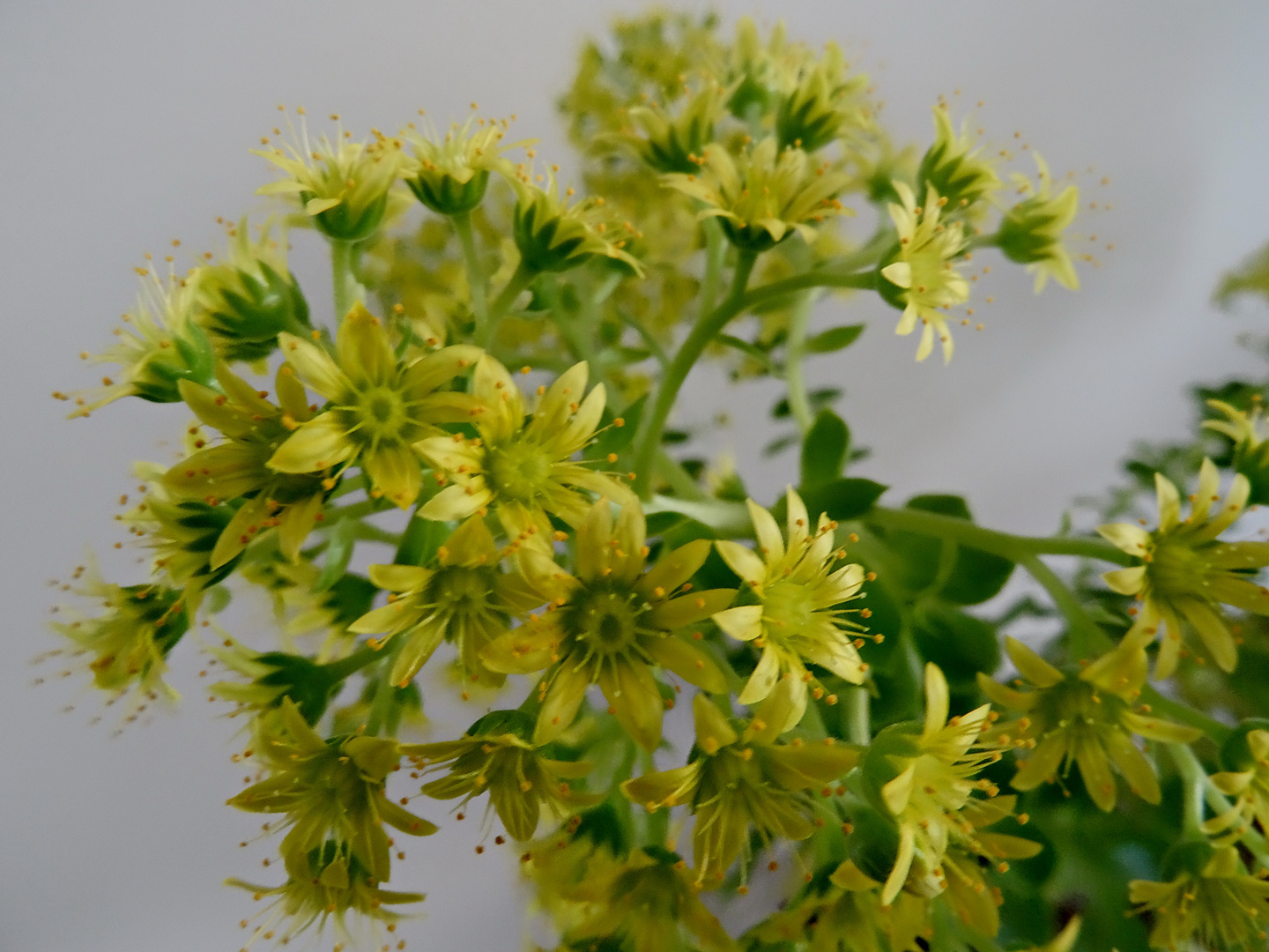 Eigentlich blüht sie im Sommer die Aeonium