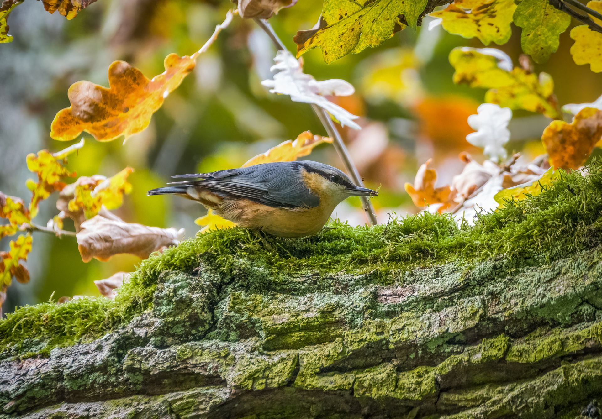 "EIGENTLICH DOCH MEHR EIN STIMMUNGSBILD" - oder?