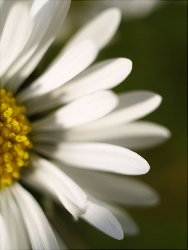 .. eigentlich eine der schönsten blumen