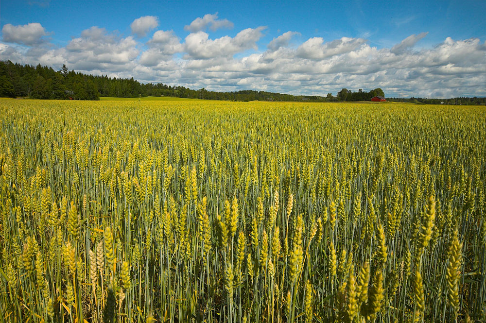 Eigentlich fast schon kitschig ... aber original so war es in Finnland.