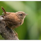 Eigentlich gehört dieser Ast einem Eisvogel........