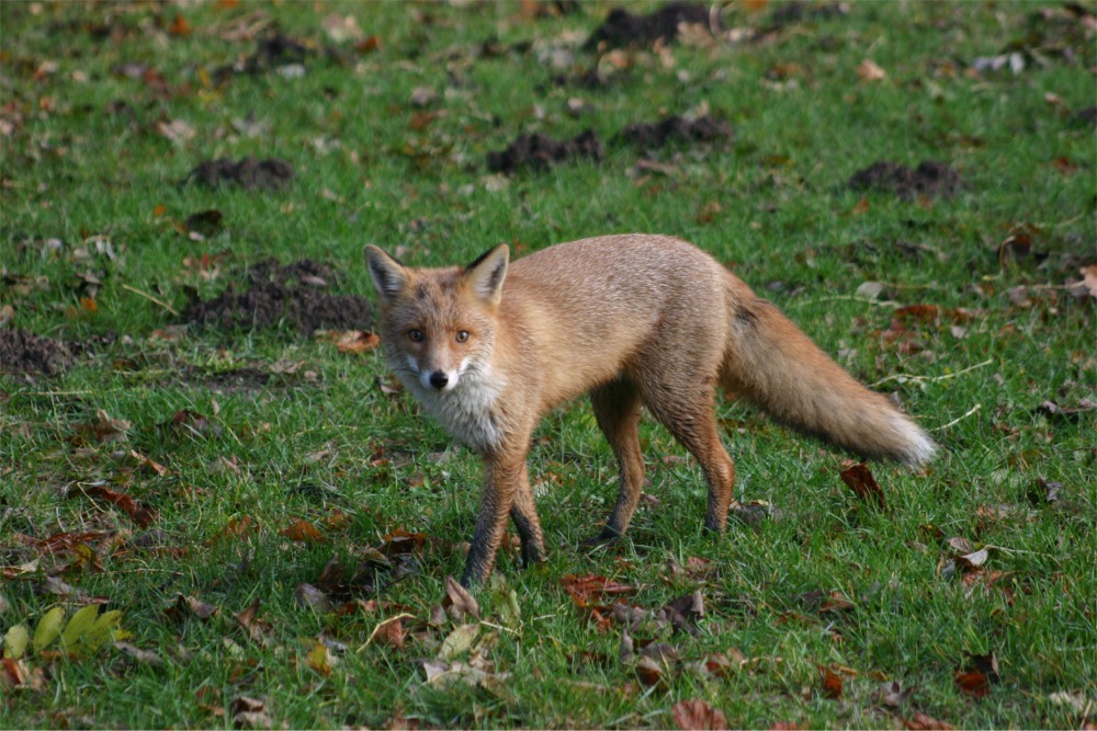 Eigentlich heißt es ja "Hier sagen sich Fuchs und Hase gute Nacht“,