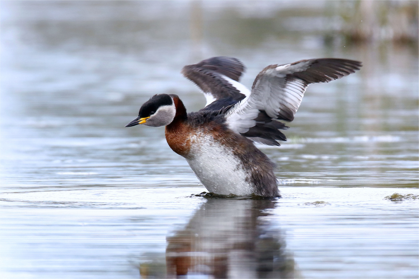 Eigentlich ist das Wetter nur noch zum Schütteln...  Rothalstaucher - (Podiceps grisegena)