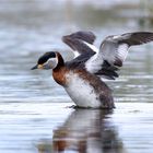 Eigentlich ist das Wetter nur noch zum Schütteln...  Rothalstaucher - (Podiceps grisegena)