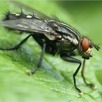 Eigentlich ist die Fliege ein natürliches Wunderwerk....