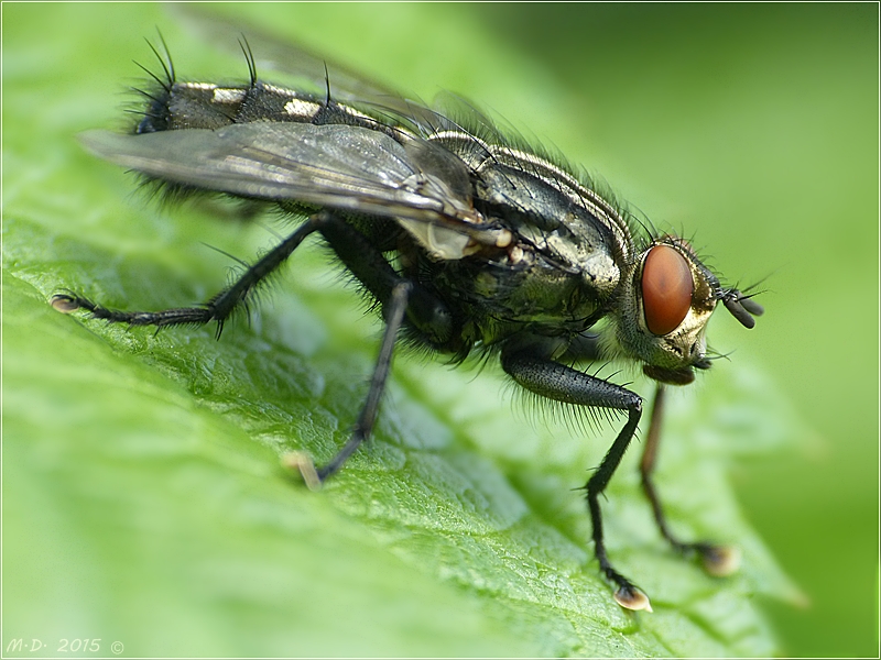 Eigentlich ist die Fliege ein natürliches Wunderwerk....