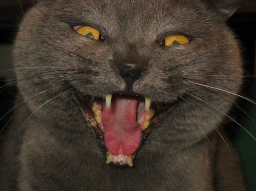 Eigentlich ist er ja ganz lieb...