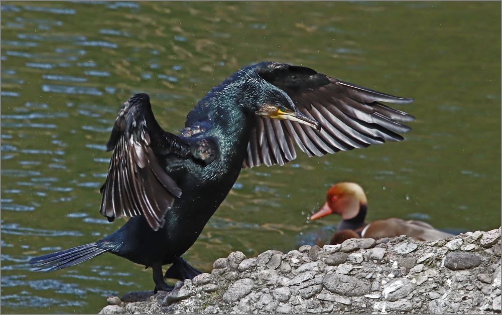 eigentlich ist er ziemlich blau !