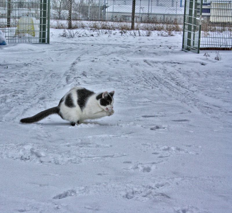 eigentlich ist titus ja ein eichhörnchen...!