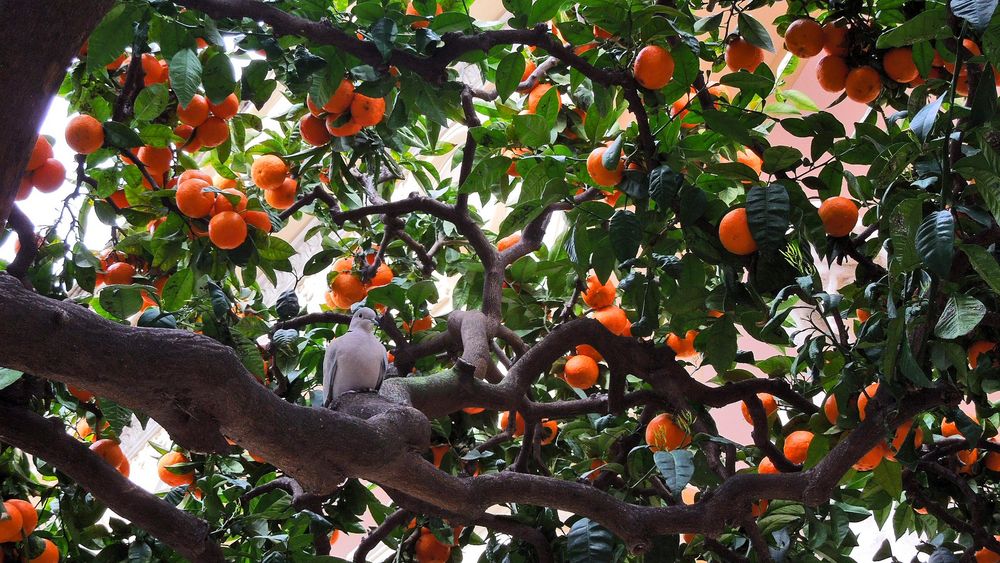 eigentlich mag ich keine Orangen, oder Mandarinen