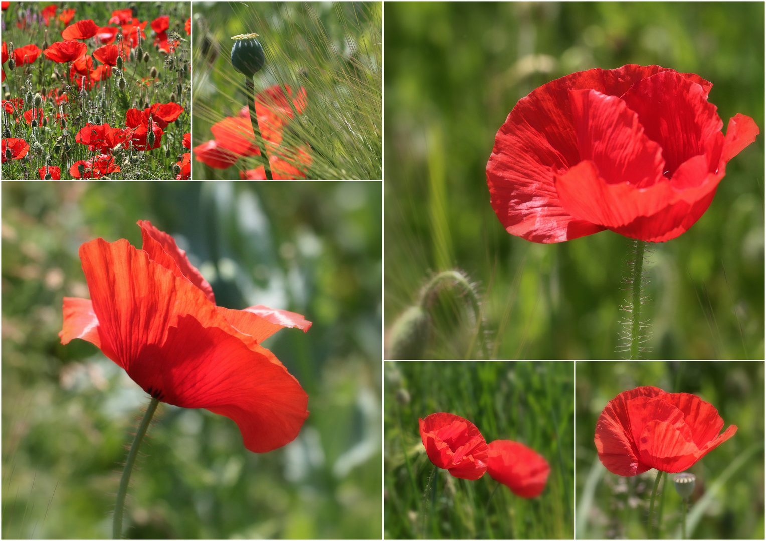 Eigentlich mag ich Mohn............