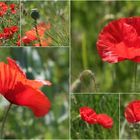 Eigentlich mag ich Mohn............