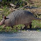 Eigentlich Mittel- und Südamerikaner