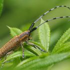 Eigentlich müsste er Antennenbock heißen