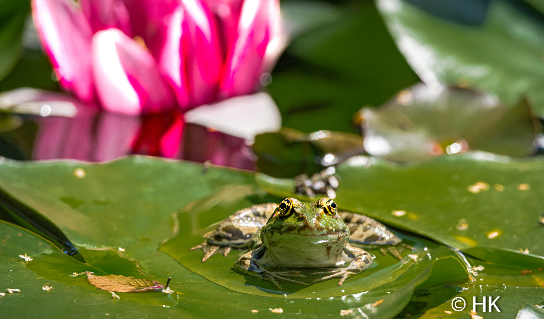 Eigentlich nur ein Teichfrosch, aber