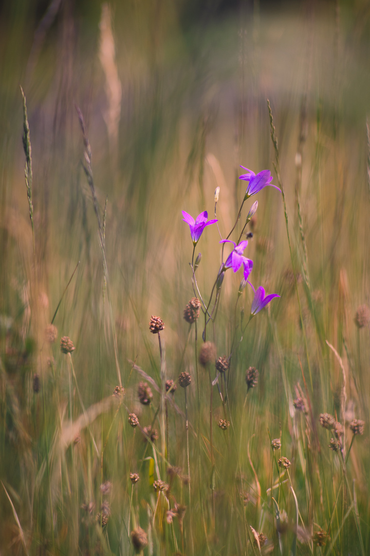 Eigentlich nur eine Wiese