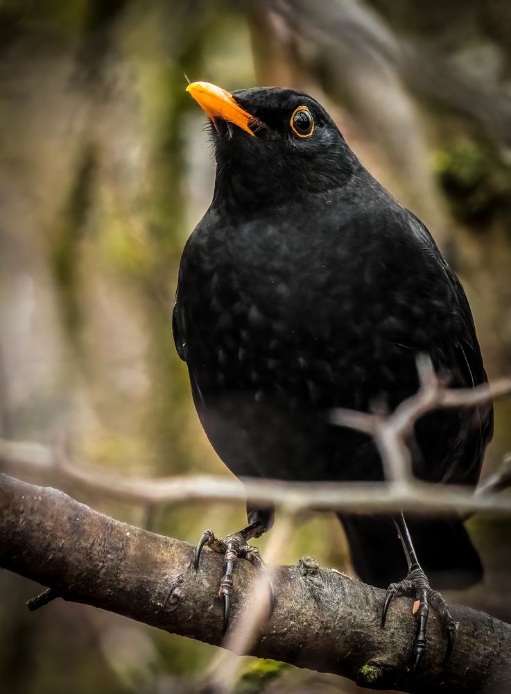 "Eigentlich NUR ne Amsel"  (ISO 6400)