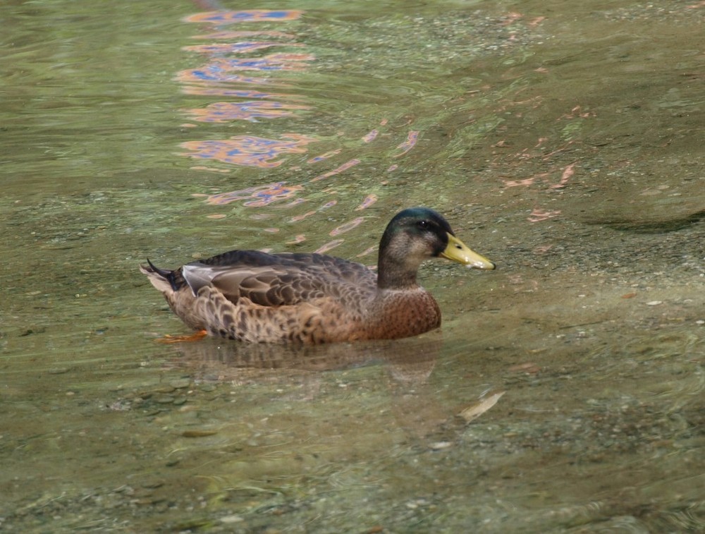 eigentlich nur ne Ente