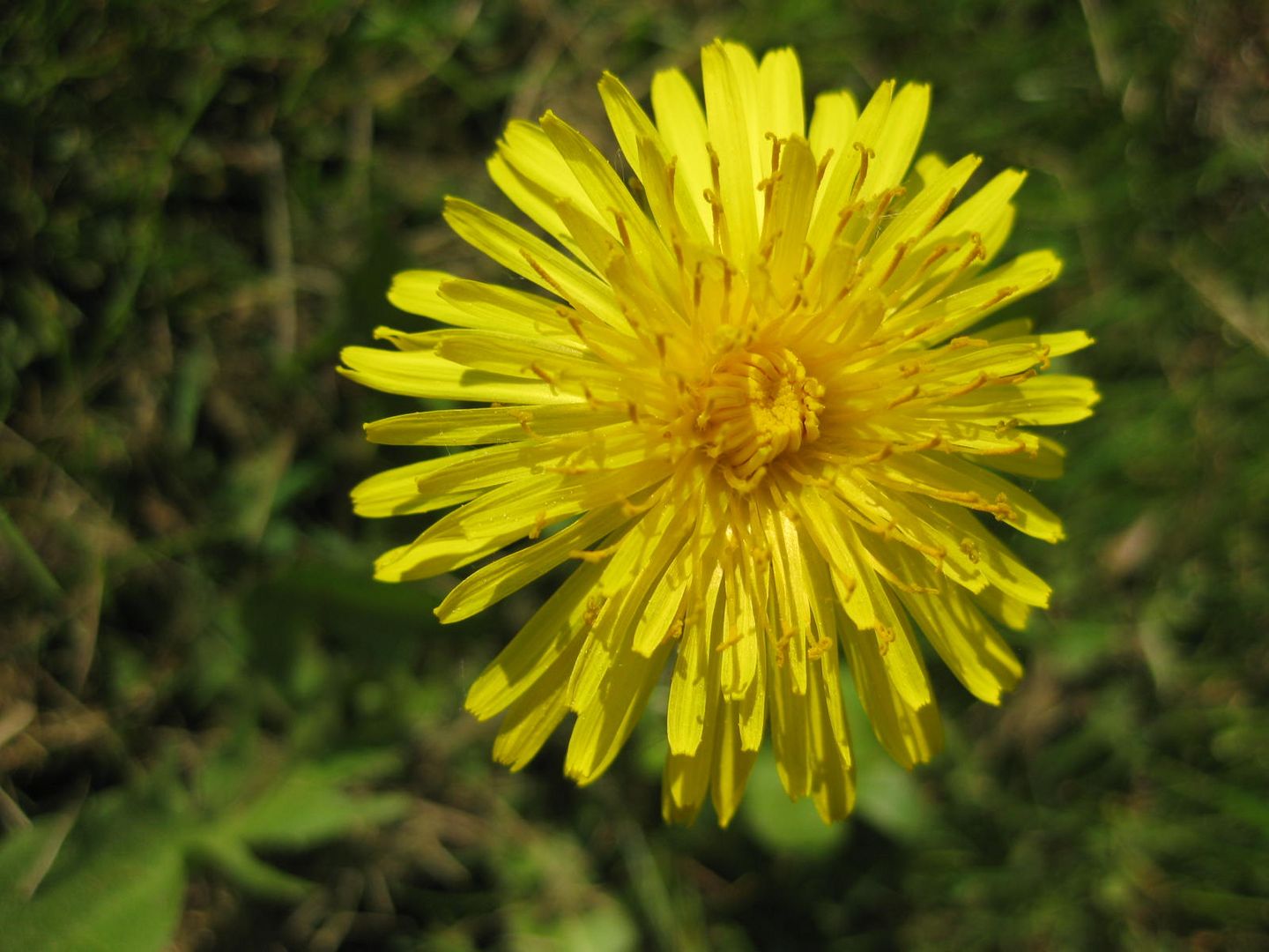 Eigentlich sehr schön, nur im eigenen Garten nicht