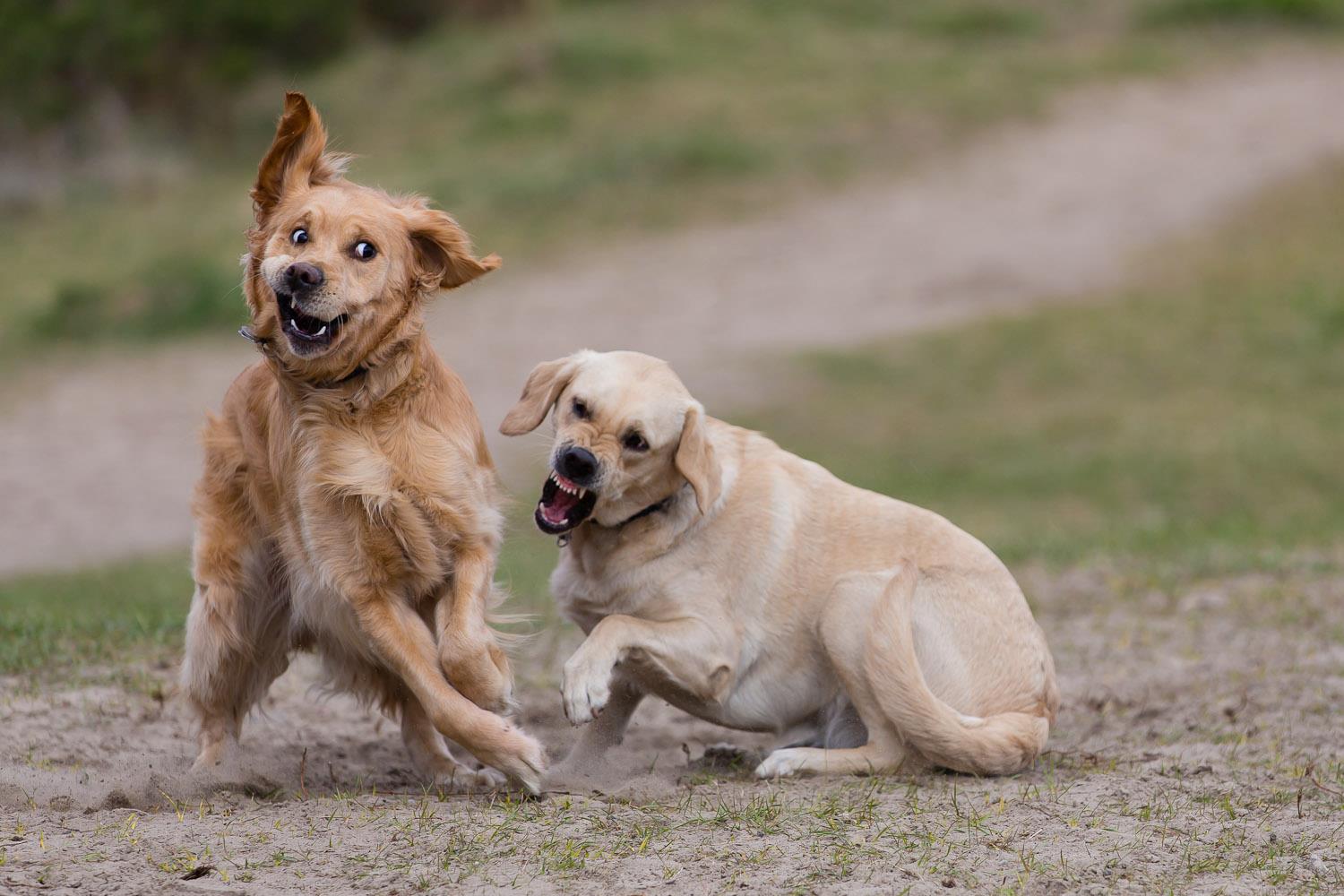 Eigentlich sind die beiden ganz nette Hunde :-)