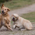 Eigentlich sind die beiden ganz nette Hunde :-)