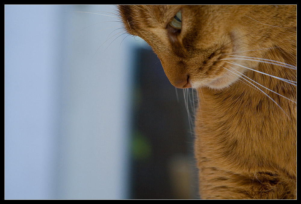 eigentlich sollte das einen schlafende Katze sein...