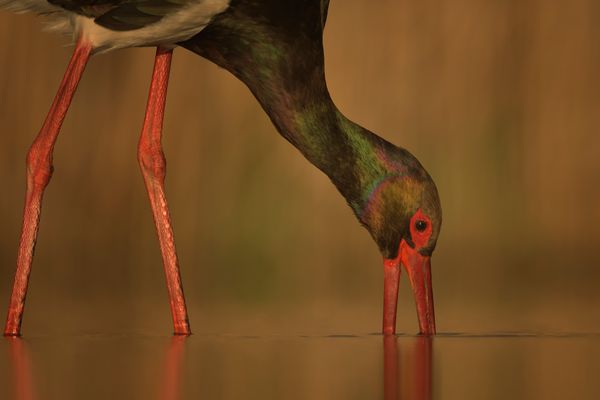 Eigentlich sollte er Buntstorch heißen