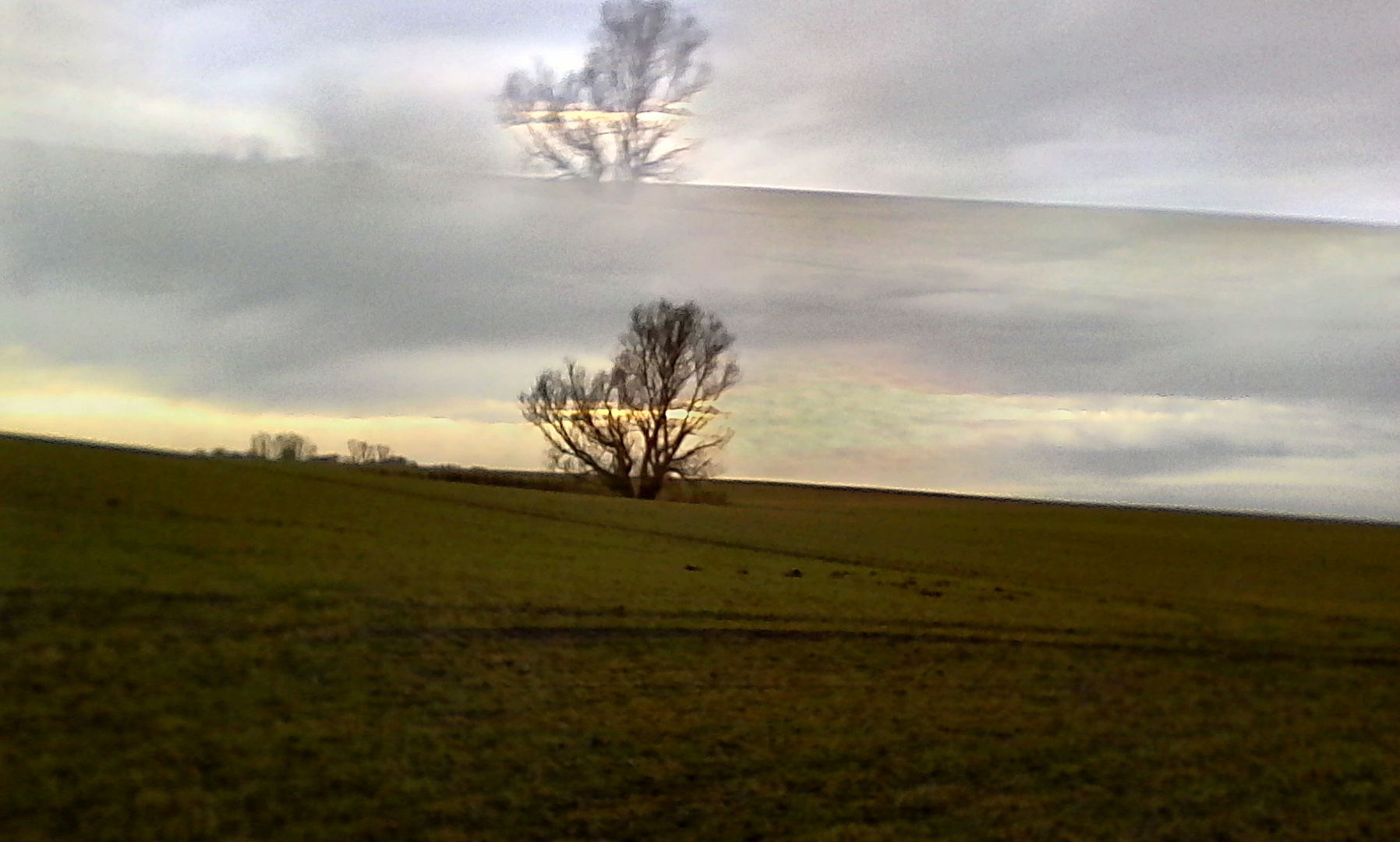 Eigentlich sollte es nur ein Baum sein