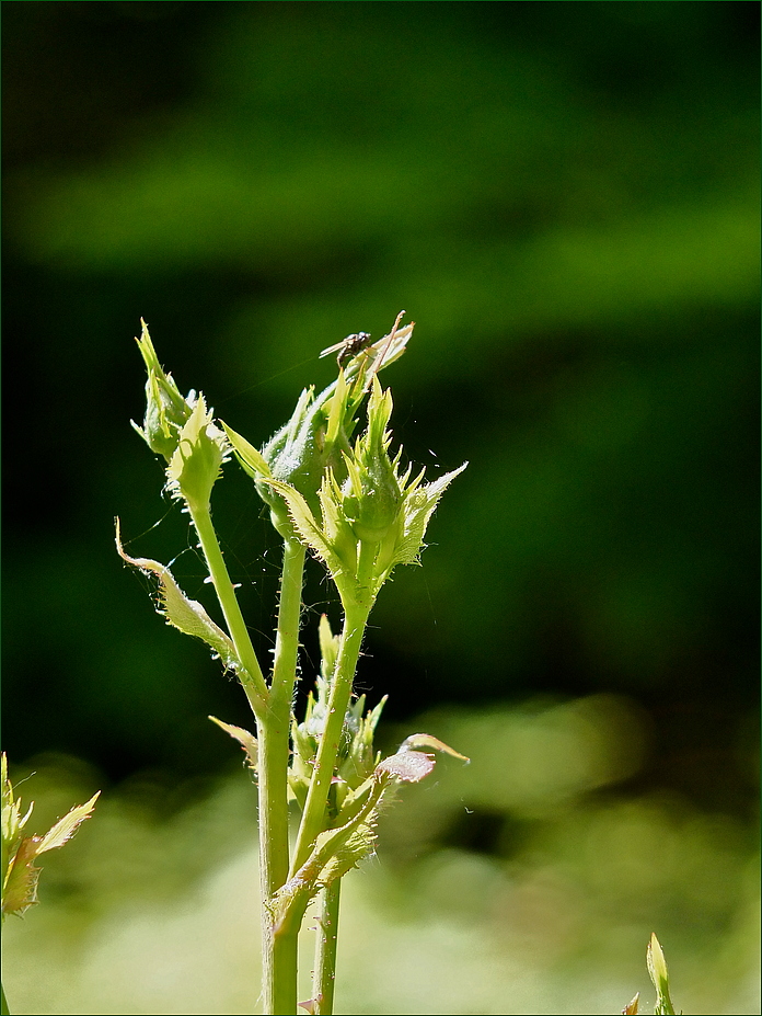 Eigentlich sollte es nur um eine Blüte gehen ... *2