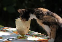 Eigentlich war der Eiskaffee für mich!!!