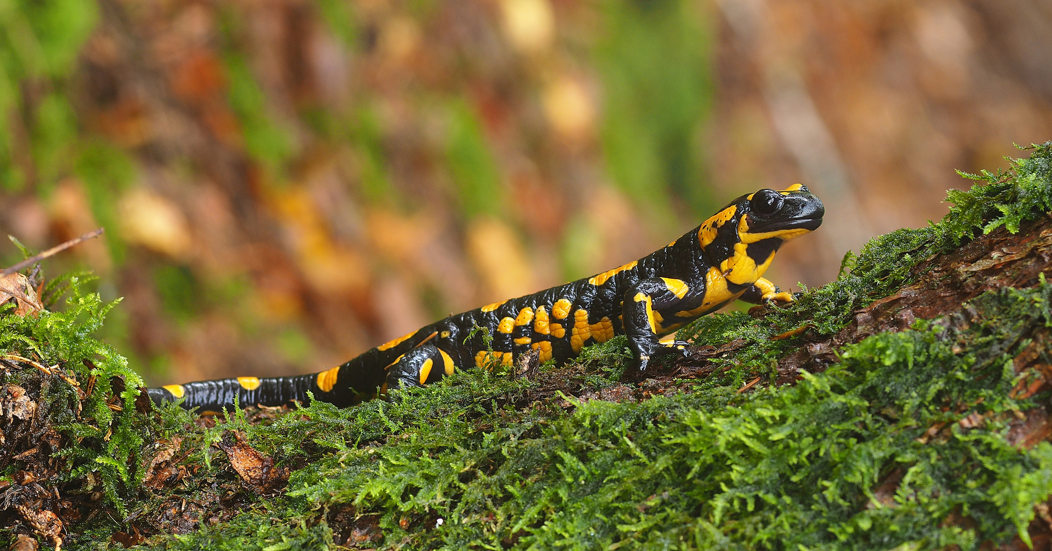 Eigentlich war ich auf Pilztour - Feuersalamander