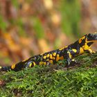 Eigentlich war ich auf Pilztour - Feuersalamander