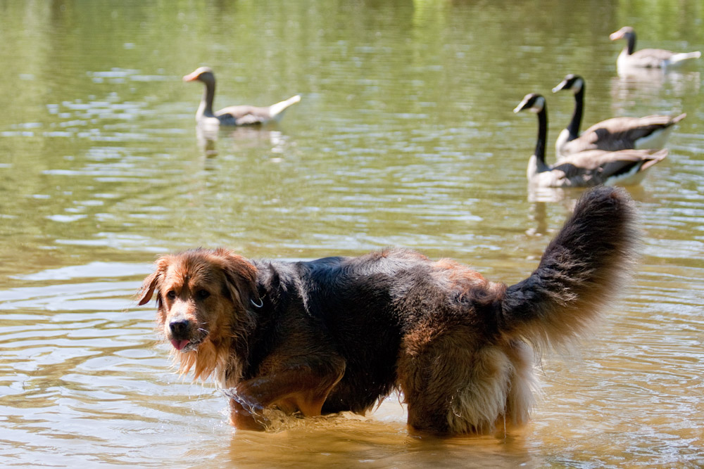 Eigentlich will ich ja, aber ich mag nicht schwimmen...