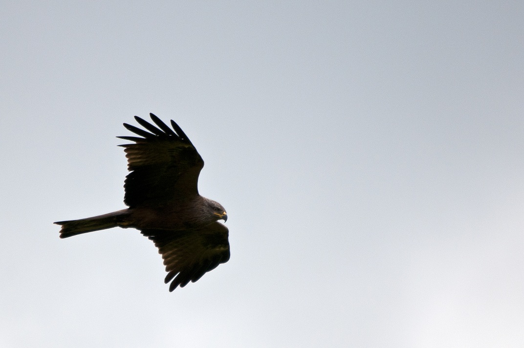 Eigentlich wollte ich Adler fotografieren