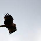 Eigentlich wollte ich Adler fotografieren