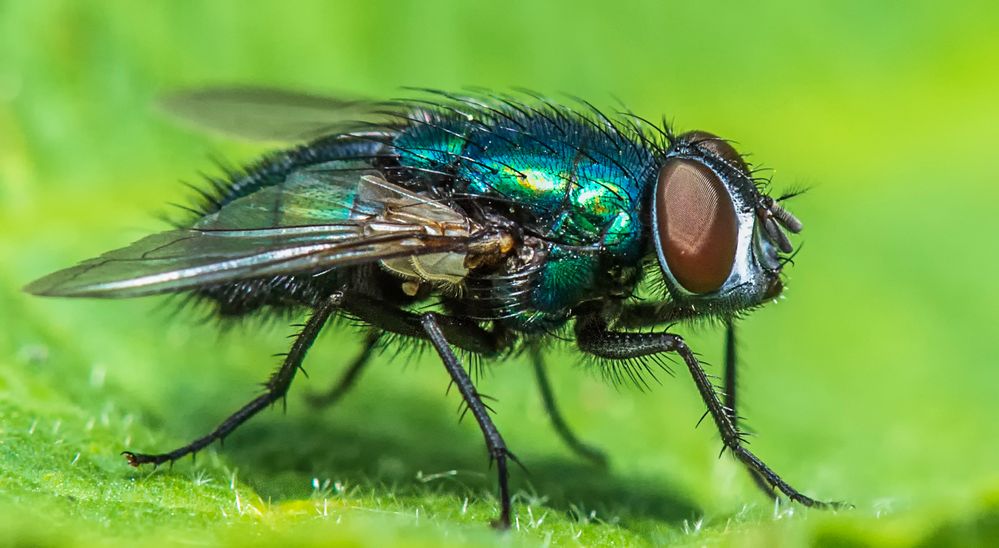 Eigentlich wollte ich Bienen jagen .....