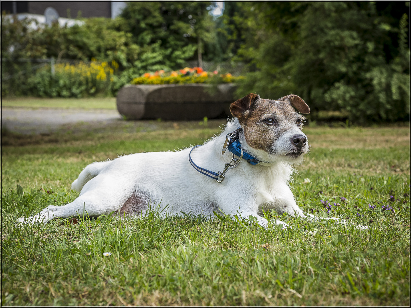 Eigentlich wollte ich... Foto & Bild | hunde, natur, tiere Bilder auf ...