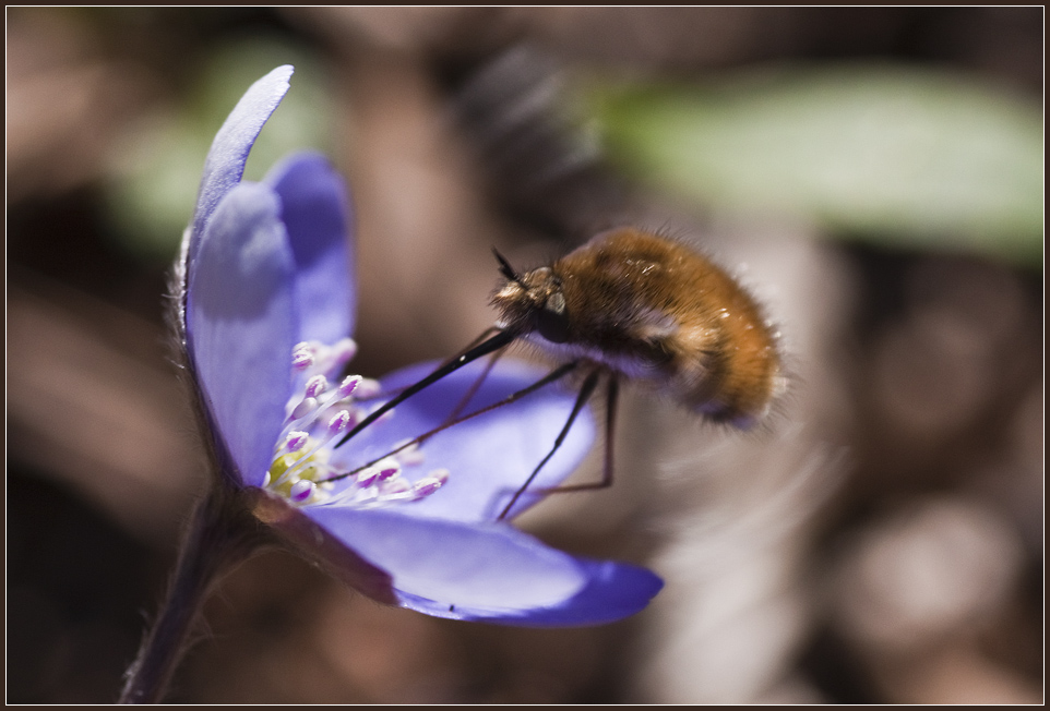 Eigentlich wollte ich das Leberblümchen fotografieren...