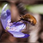 Eigentlich wollte ich das Leberblümchen fotografieren...