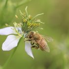 Eigentlich wollte ich die Blüte....