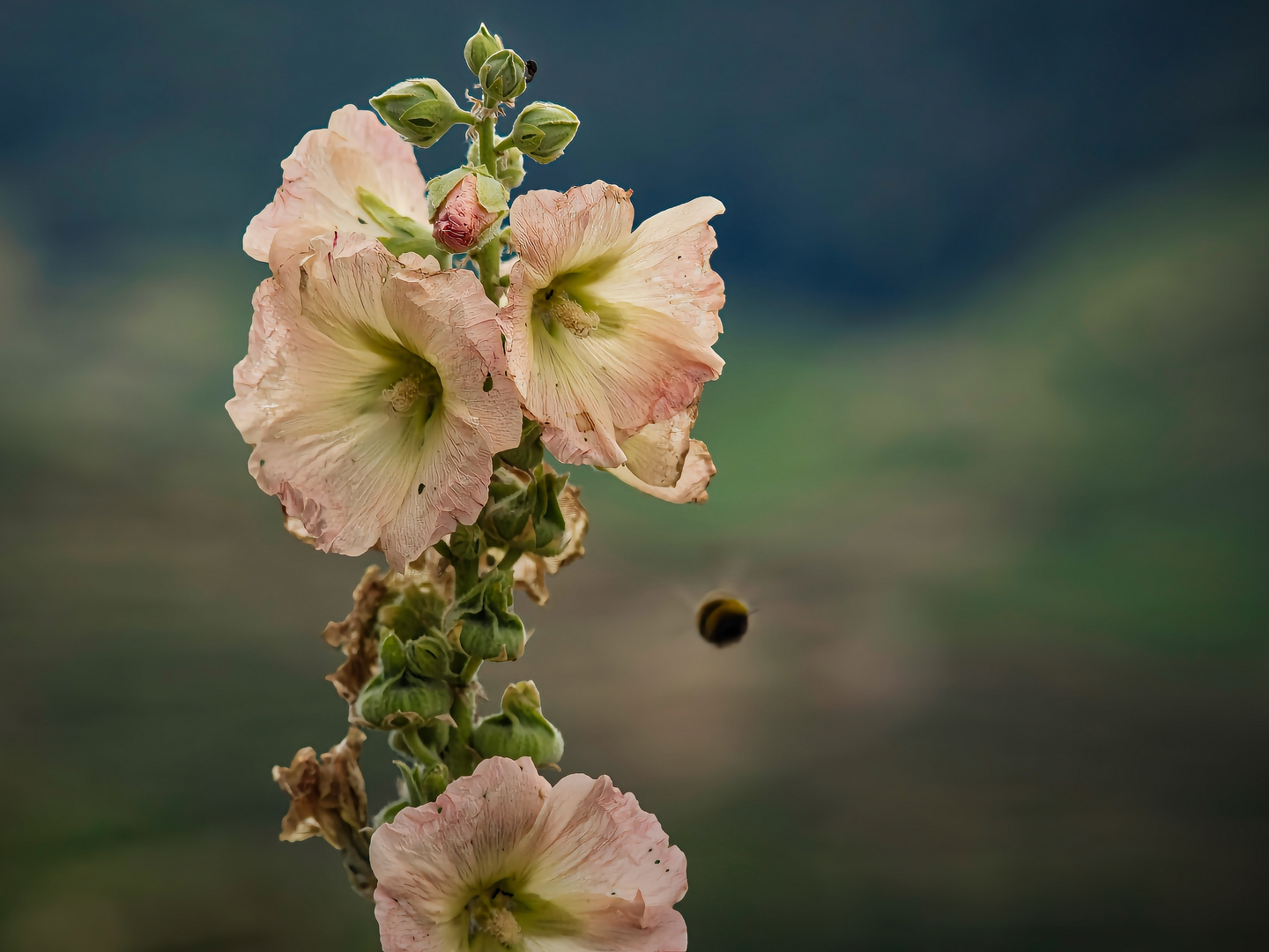 Eigentlich wollte ich die Hummel fotografieren